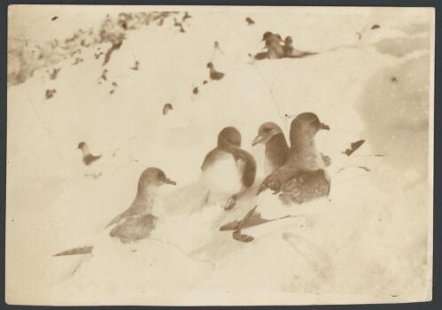 Antarctic petrels resting in the snow, [Australasian Antarctic Expedition 1911-1914 ] [picture] / Hamilton
