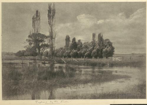 Poplars by the river [picture] / W. H. Moffitt