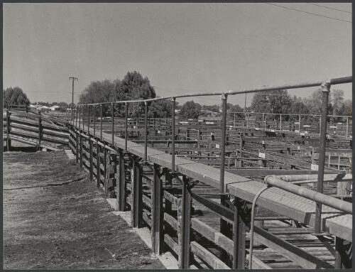 New section of stock saleyards Narrabri [picture] / photograph by Fiona MacDonald Brand