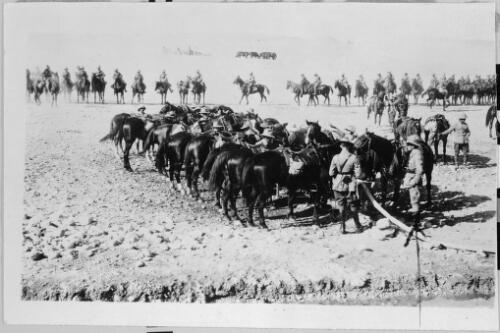 Australian Light Horse Brigade, horses drinking in trough, Middle East [?], 18 October, 1917 [picture]