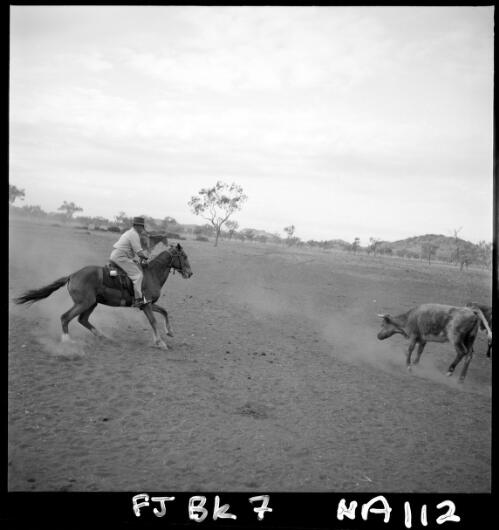 Tom Quilty and "Bemi" demonstrate the skill of camp drafting. This a unique picture of a great man, later awarded OBE, Springvale Station, Kimberleys, Western Australia, August 1953 [picture] / Frank H. Johnston