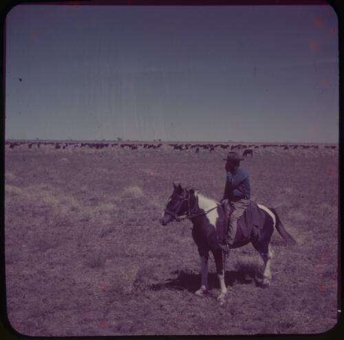 Drover Hurtle Lewis about to leave Brunette Downs Station, Barkly Tableland, Northern Territory, with 1500 bullocks for railhead at Dajarra, West Queensland,1956 [transparency] / Frank H. Johnston