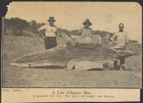 A fine alligator skin,  it measures 18ft. 10 in, the 'gator was caught near Darwin [picture]