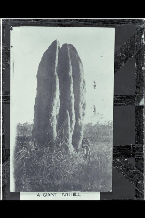 A giant anthill [picture]