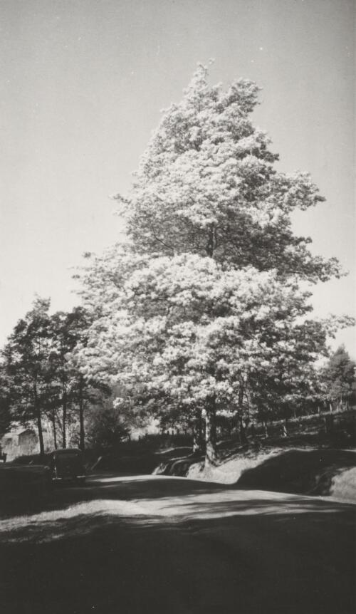 Wattle tree in the Dandenong Ranges, Victoria, ca. 1940s [picture]