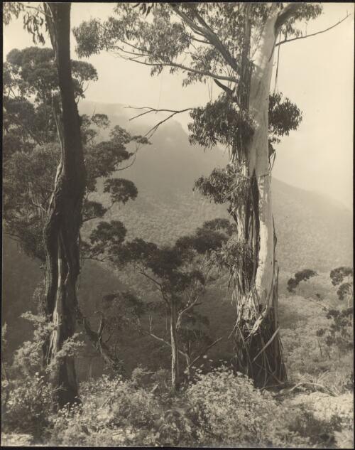 Rural view with mountains, New South Wales [picture] / E.W.Searle