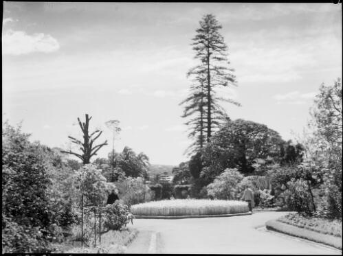 Garden bed and trees, Royal Botanic Gardens, Sydney, ca. 1935 [picture] / E.W. Searle