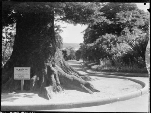 Base of the wishing tree, Royal Botanic Gardens, Sydney, ca. 1935 [picture] / E.W. Searle