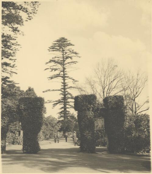 Wishing tree, Royal Botanic Gardens, Sydney, ca. 1935 [picture] / E.W. Searle