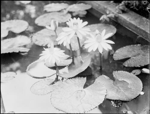 Water lilies, Royal Botanic Gardens, Sydney, ca. 1945 [picture] / E.W. Searle