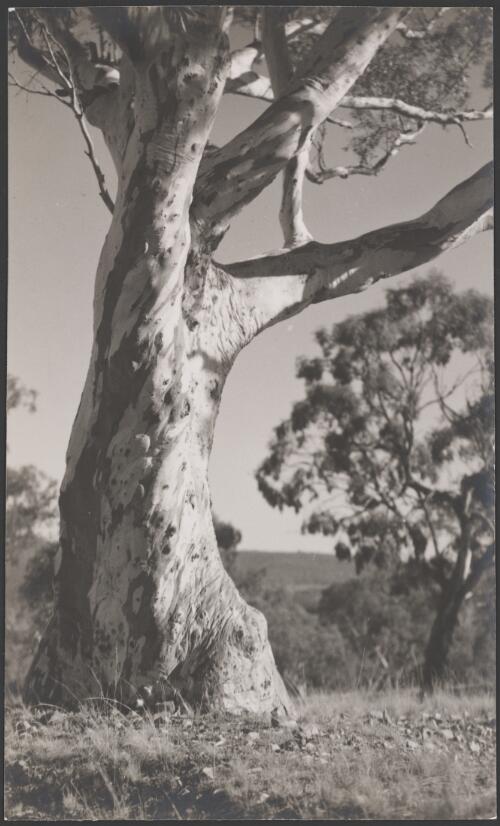 Gum tree in stony ground, Canberra, ca. 1949 [picture] / E.W. Searle