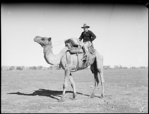 Man sitting on a camel, Hermannsburg Mission, Finke River, Northern Territory, 1947 [picture] / E.W. Searle