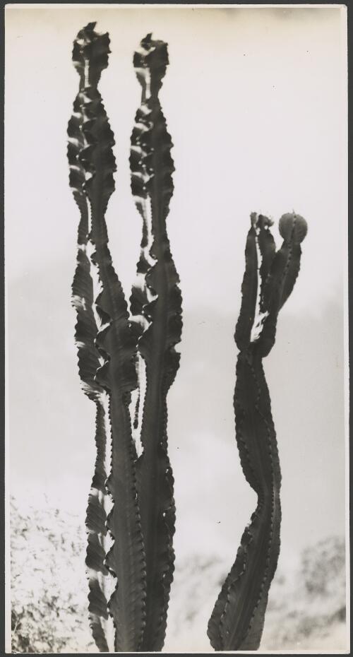 Euphorbia abyssinica, ca. 1935 [picture] / E.W. Searle