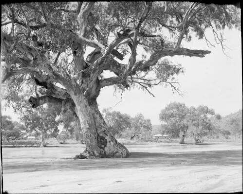 Gum tree with the Todd River behind, Alice Springs, Northern Territory, 1947 [picture] / E.W. Searle