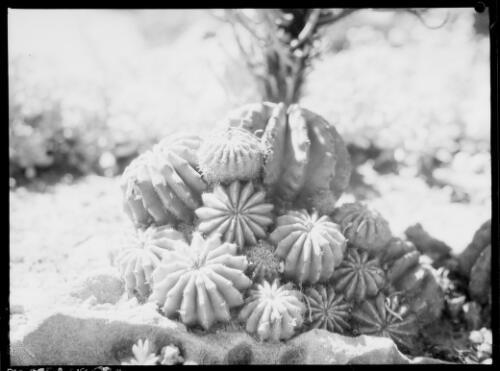 Echinopsis eyriesii from Brazil, ca. 1935, 1 [picture] / E.W. Searle