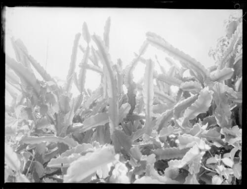Phyllocactus, ca. 1935 [picture] / E.W. Searle