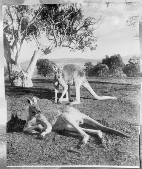 Two kangaroos with a tree behind them, Australia, ca. 1935 [picture] / E.W. Searle