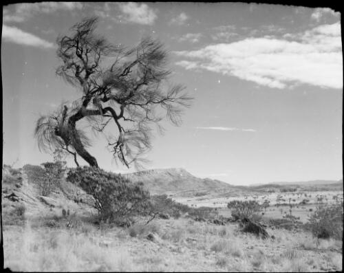 Wind bent tree with Mount Gillen in the background, Alice Springs, Northern Territory, 1947 [picture] / E.W. Searle