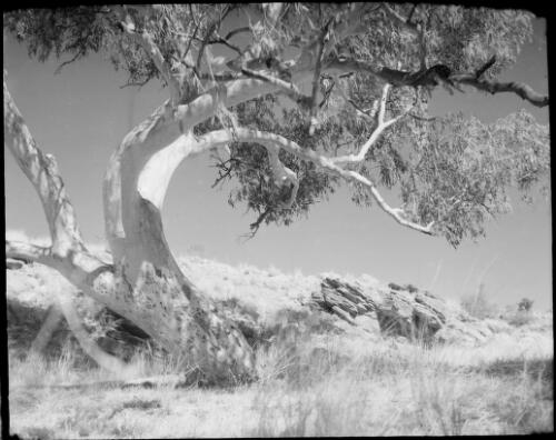 Gum tree against the skyline, Northern Territory, 1947 [picture] / E.W. Searle