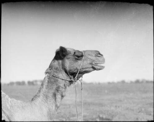 Close view of a camel's head, Hermannsburg Mission, Finke River, Northern Territory, 1947 [picture] / E.W. Searle