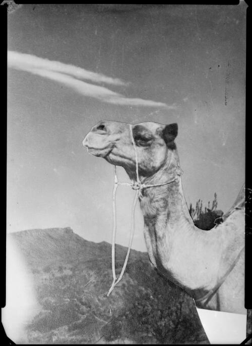 Close view of a camel's  head and neck, Hermannsburg Mission, Finke River, Northern Territory, 1947, 2 [picture] / E.W. Searle