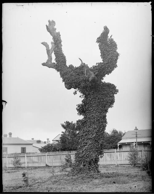 Tree marking the camping point of the Burke and Wills expedition, Moonee Ponds, Melbourne, ca. 1900, 1 [picture]