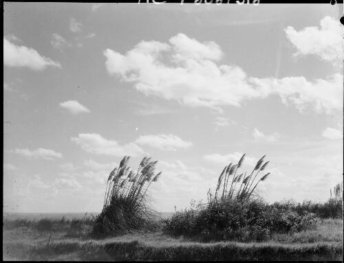 Pampas grass, Botany Bay, Sydney, ca. 1935 [picture] / E.W. Searle