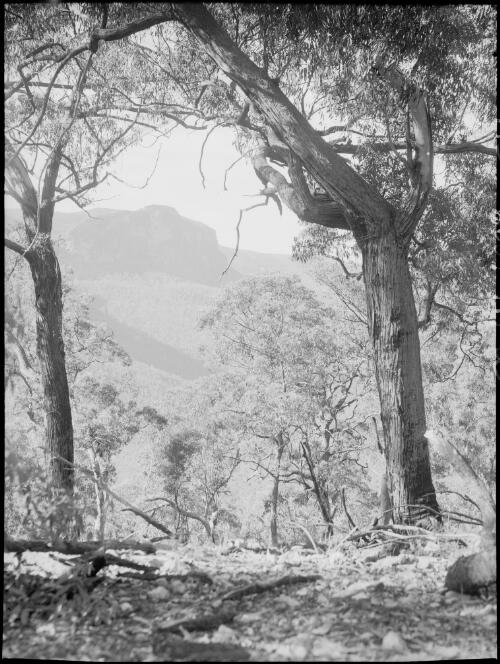 Grose Valley, Blue Mountains, New South Wales, ca. 1935, 7 [picture] / E.W. Searle
