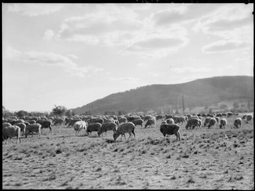 Grazing sheep with Black Mountain in the background, Canberra, ca. 1949 [picture] / E.W. Searle