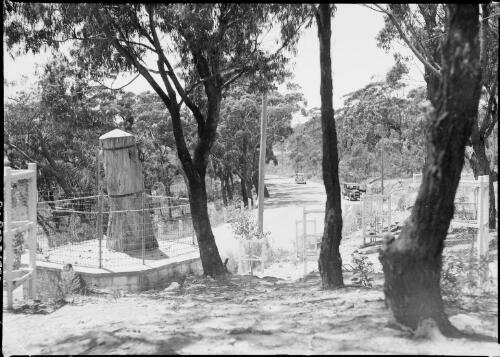 Explorers Tree, Katoomba, Blue Mountains, New South Wales, ca. 1939, 1 [picture] / E.W. Searle