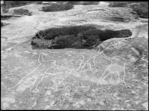 Rock carving of three human forms, North Manly, Sydney, 1953, 1 [picture] / E.W. Searle