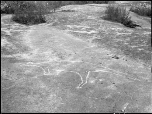Rock carving of a kangaroo or wallaby, Bantry Bay, Middle Harbour, Sydney, ca. 1950, 1 [picture] / E.W. Searle