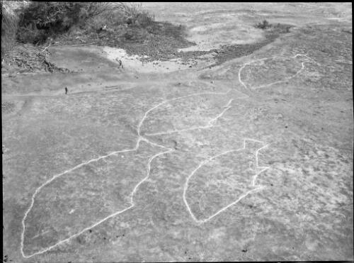 Rock carving of four fish, Bantry Bay, Middle Harbour, Sydney, ca. 1950, 1 [picture] / E.W. Searle