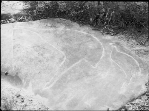Rock carving of two emus, Bobbin Head, Ku-Ring-Gai Chase National Park, New South Wales, 1950, 1 [picture] / E.W. Searle