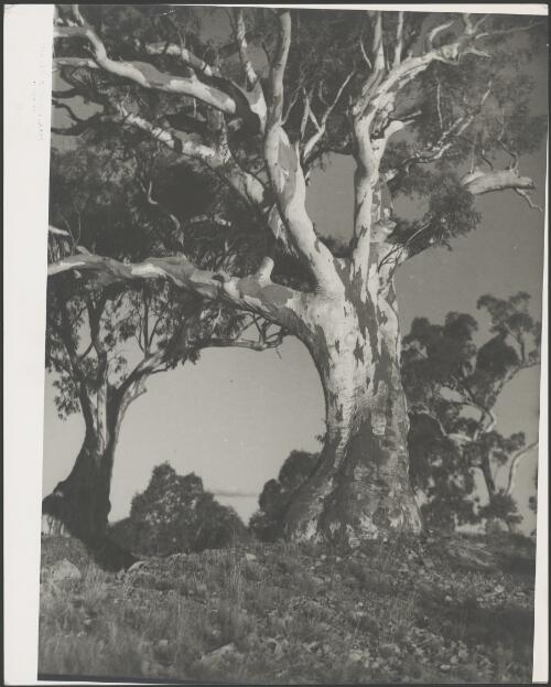 Gum trees in stony ground, Canberra, ca. 1949 [picture] / E.W. Searle