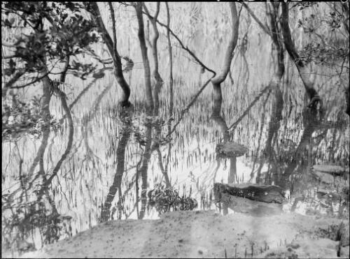 Trees, Oxford Falls, Sydney, 1945, 4 [picture] / E.W. Searle