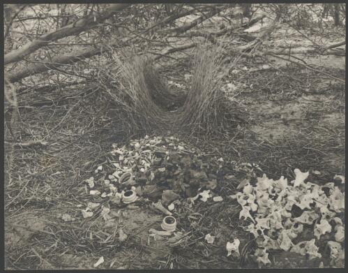 Bowerbird bower, New South Wales [picture]