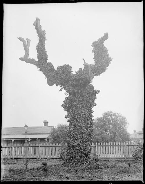 Tree marking the camping point of the Burke and Wills expedition, Moonee Ponds, Melbourne, ca. 1900, 2 [picture]