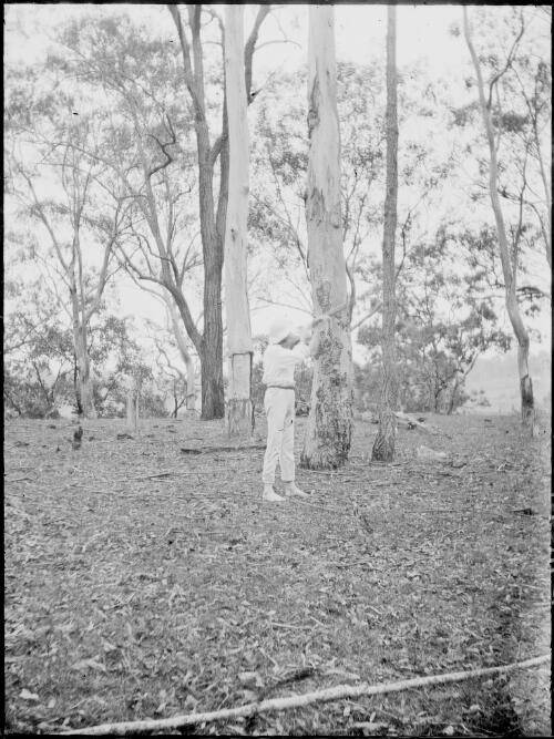 Man with rifle and  trees, Australia, ca. 1900 [picture]