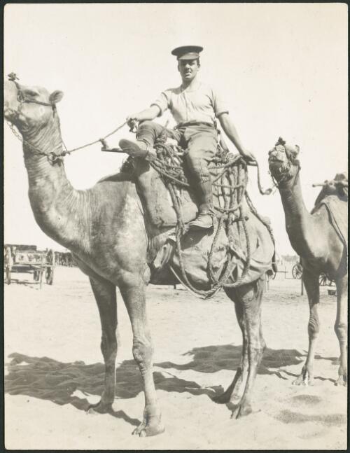 Australian soldier, R. Brownell, riding a camel, Mena Camp, near Cairo, Egypt, ca. 1915 [picture]
