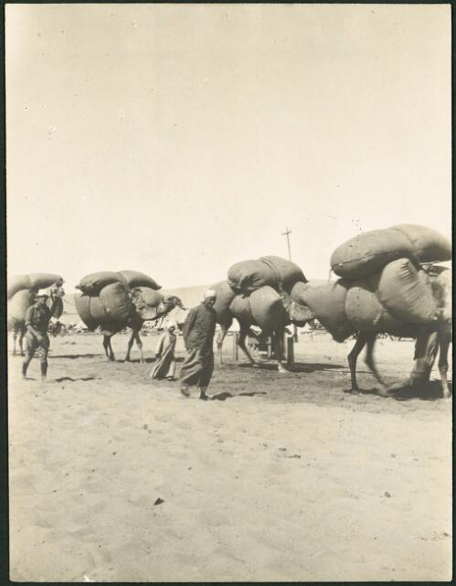 Camels carrying fodder, Mena Camp, near Cairo, Egypt, ca. 1915 [picture]