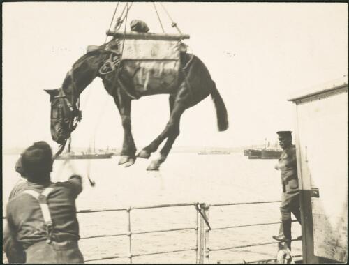 Slinging horses off the coast of Turkey, Lemnos Island, Greece, ca. 1915 [picture]