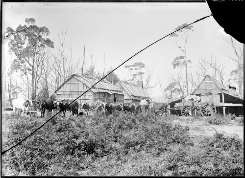 Bullock team and dray beside three bark buildings, Gippsland, Victoria, ca. 1900 [picture]
