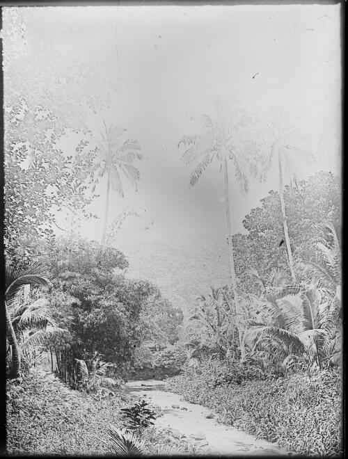 River winding through jungle, Fiji, ca. 1920, 2 [picture] / E.W. Searle