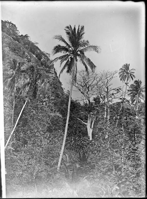 Rock outcrop in the jungle, Fiji, ca. 1920 [picture] / E.W. Searle