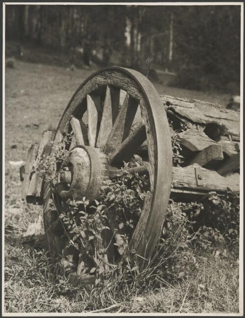 Old wagon wheel at old timber camp, Gurimba, New South Wales, ca. 1947, 3 [picture] / E.W. Searle