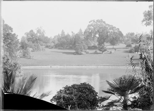 Looking across a pond, Botanic Gardens, Adelaide, ca. 1949 [picture] / E.W. Searle