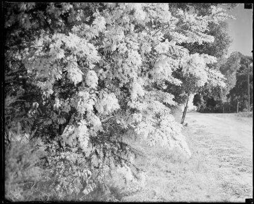 Wattle trees in flower beside a road, Australia, ca. 1935 [picture] / E.W. Searle
