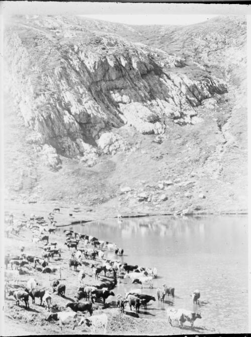 Cattle by a pool in mountainous cleared country, Australia, ca. 1935 [picture] / E.W. Searle