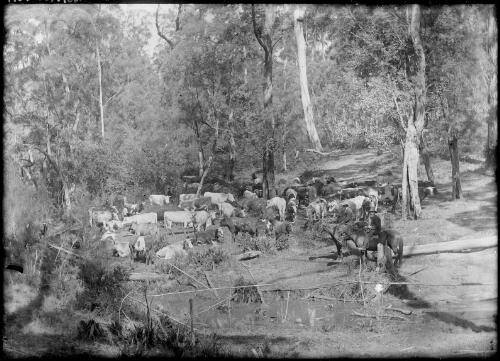 Cattle by a pond in heavily wooded terrain, Australia, ca. 1935 [picture] / E.W. Searle